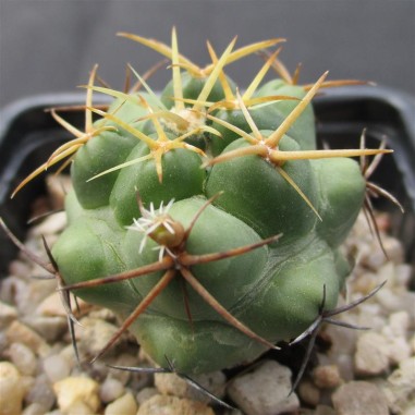 Coryphantha elephantidens  flor rosa