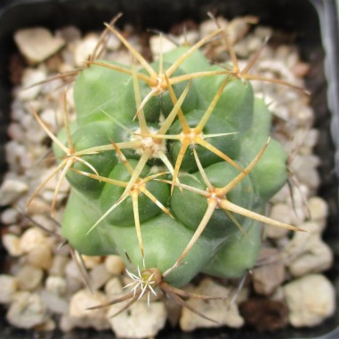 Coryphantha elephantidens  flor rosa