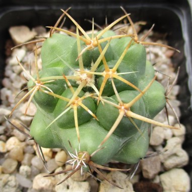 Coryphantha elephantidens  flor rosa