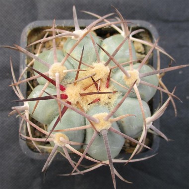 Echinocactus horizonthalonius