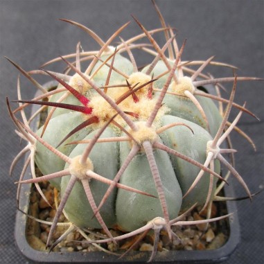 Echinocactus horizonthalonius