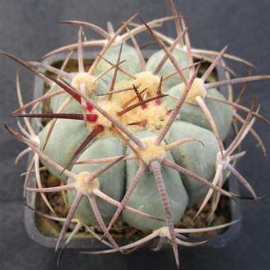 Echinocactus horizonthalonius