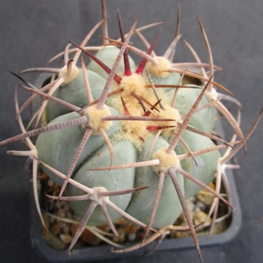 Echinocactus horizonthalonius