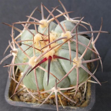 Echinocactus horizonthalonius