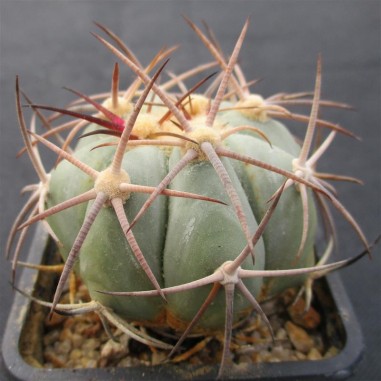 Echinocactus horizonthalonius