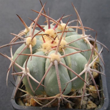 Echinocactus horizonthalonius