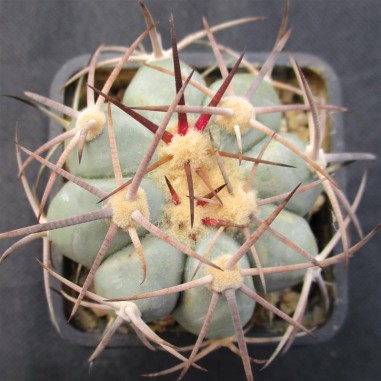 Echinocactus horizonthalonius