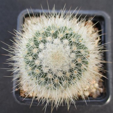 Mammillaria spinosissima subsp....