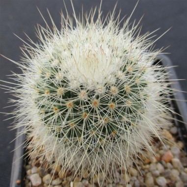 Mammillaria spinosissima subsp....