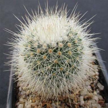 Mammillaria spinosissima subsp....