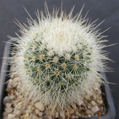 Mammillaria spinosissima subsp....