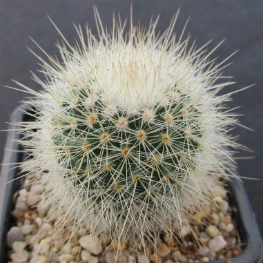 Mammillaria spinosissima subsp....