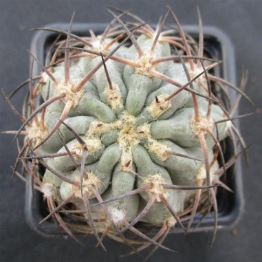 Acanthocalycium glaucum