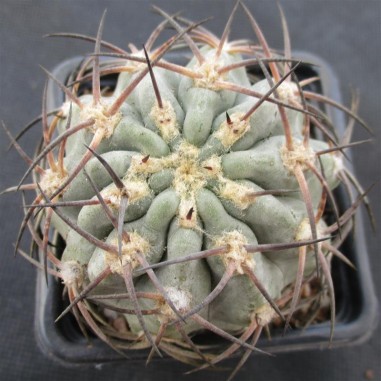 Acanthocalycium glaucum