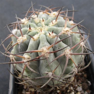 Acanthocalycium glaucum