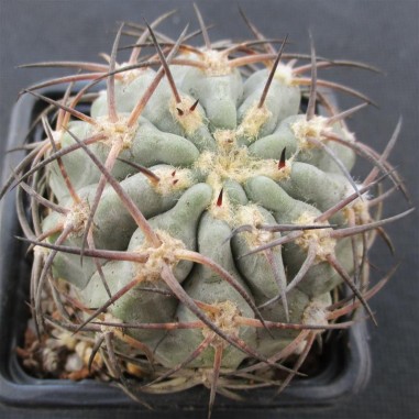 Acanthocalycium glaucum