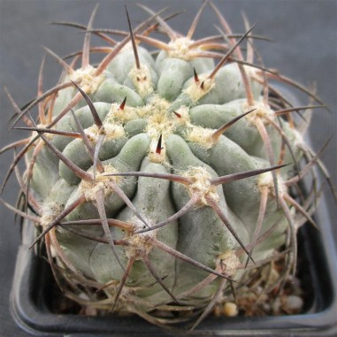 Acanthocalycium glaucum