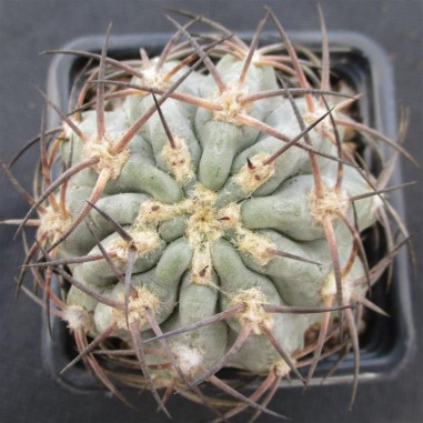 Acanthocalycium glaucum