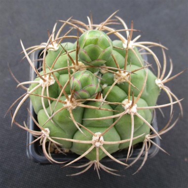 Gymnocalycium pflanzii subsp. zegarrae