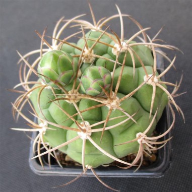 Gymnocalycium pflanzii subsp. zegarrae