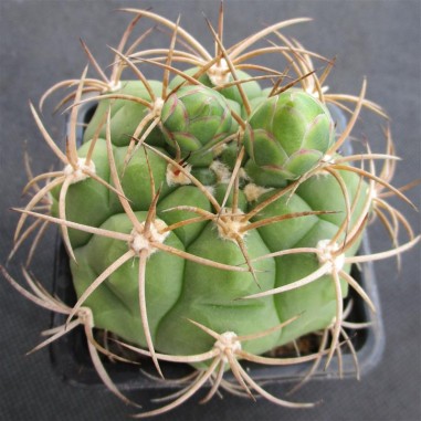 Gymnocalycium pflanzii subsp. zegarrae