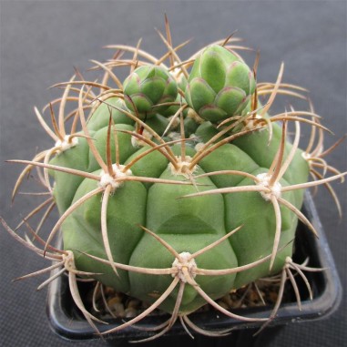 Gymnocalycium pflanzii subsp. zegarrae