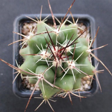 Thelocactus buekii subsp. matudae