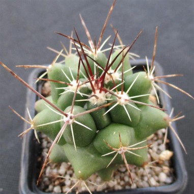 Thelocactus buekii subsp. matudae