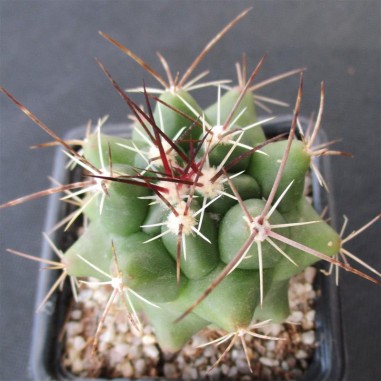 Thelocactus buekii subsp. matudae