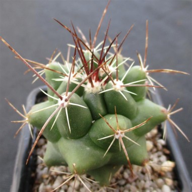 Thelocactus buekii subsp. matudae