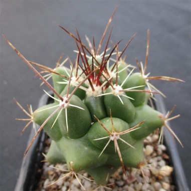 Thelocactus buekii subsp. matudae