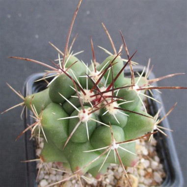 Thelocactus buekii subsp. matudae