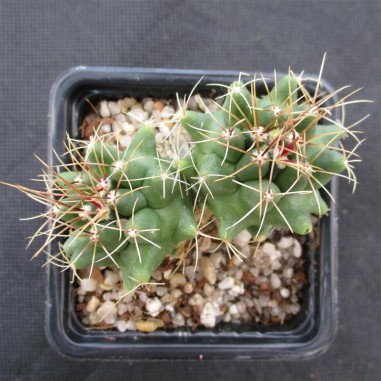 Thelocactus buekii subsp. matudae 2...