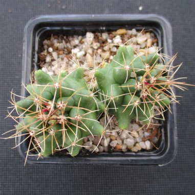 Thelocactus buekii subsp. matudae 2...