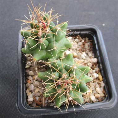 Thelocactus buekii subsp. matudae 2...