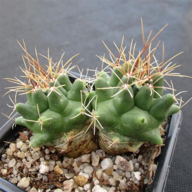 Thelocactus buekii subsp. matudae 2...