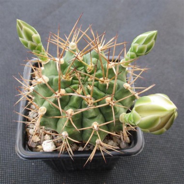 Gymnocalycium schickendantzii subsp....