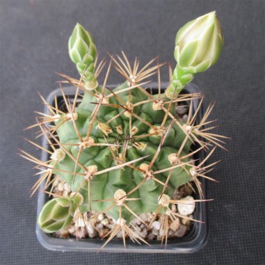 Gymnocalycium schickendantzii subsp....