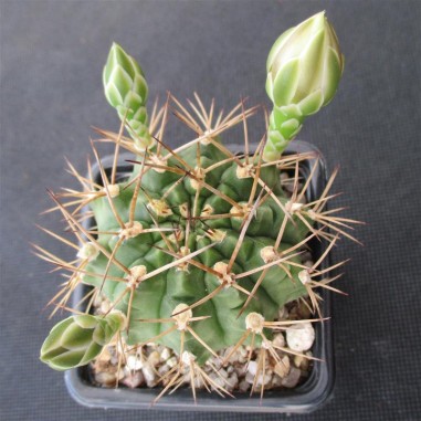 Gymnocalycium schickendantzii subsp....