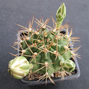 Gymnocalycium schickendantzii subsp....