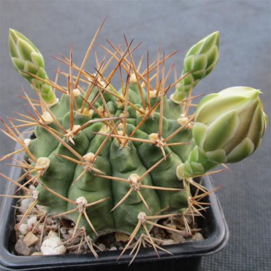 Gymnocalycium schickendantzii subsp....