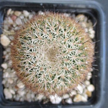 Coryphantha werdermannii