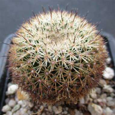 Coryphantha werdermannii