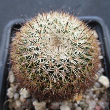 Coryphantha werdermannii