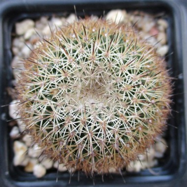 Coryphantha werdermannii