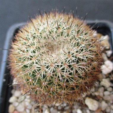 Coryphantha werdermannii