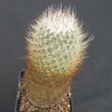 Rapicactus beguinii OLD MOTHER PLANT