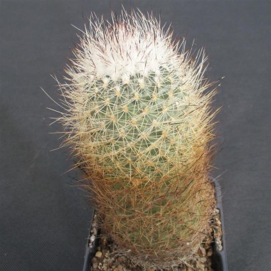 Rapicactus beguinii OLD MOTHER PLANT