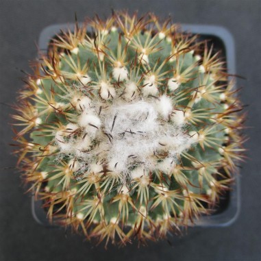 Turbinicarpus saueri subsp. ysabelae