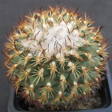 Turbinicarpus saueri subsp. ysabelae